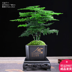 幼薇 文竹盆栽植物室内绿化四季迷你办公室绿植摆件创意小盆景 文竹+四方舍得PVC盆+方形底盘 带盆栽好