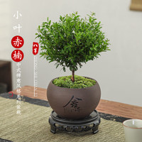 八芽 小叶赤楠盆景摆件小叶赤楠+舍得紫砂盆+苔藓铺面+底座