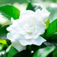 佰花锦办公桌面绿植盆栽发财树室内客厅奶油风盆景精致美观四季好养 栀子花+PVC白泡泡盆 整体高度约15-25cm