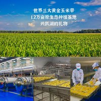 东北新鲜糯玉米棒甜白玉米粘棒子带皮苞谷五谷杂粮生嫩鲜玉米棒