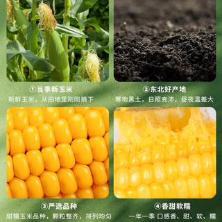 东北新鲜糯玉米棒甜白玉米粘棒子带皮苞谷五谷杂粮生嫩鲜玉米棒