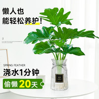 爱你一万年龙鳞春羽水培植物天堂鸟客厅绿萝盆栽花卉水养富贵竹龟背竹吸甲醛 春羽30-35厘米1棵【不含盆】送营养液