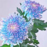 琼花玉叶重瓣荷兰菊盆栽8.9发10株菊花苗室内阳台花卉好养 2.极光 送肥料+说明书_ebyv 1棵苗_dajt