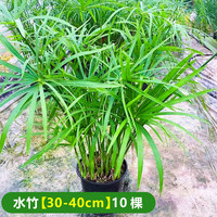 锦圃 水竹水培植物带根风车草旱伞草鱼池塘造景龟缸水生绿植净化水质