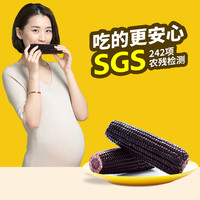 NS黑糯玉米穗东北玉米真空软糯香粗粮黏玉米1.76kg