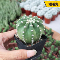 绿荫巷子仙人球仙人掌多肉植物肉肉红刺开花美观好养活阳台沙漠植 【短毛丸】3-4cm 实生