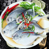 龙味福银鲳鱼新鲜海捕银鲳鱼白鲳舟山银鲳鱼金鲳鱼平鱼深海鱼 银鲳鱼 净重3斤 活鱼急冻锁鲜 鲳鱼净重3斤（6条/斤）