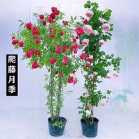 花友藤本月季花苗月季花树苗盆栽特大花苗庭院爬藤植物阳台蔷薇爬墙 花环【爬藤】大苗 1-1.3米高度多分叉