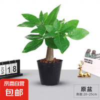京喜 发财树盆栽 单杆发财树