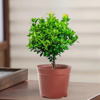 佰花锦小叶赤楠带花盆植物办公室内四季常青客厅绿植盆栽茶台桌面摆件 1盆精品小叶赤楠基地原盆 10-20cm