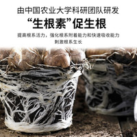 漫生活 10L通用型营养土 种菜土园艺种植土壤花盆发财树种植盆花土 10L通用营养土(原料)