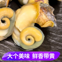 蟹君宝海螺鲜活特大新鲜海捕响螺带黄贝类生鲜海鲜水产批发(约2-4个/斤)