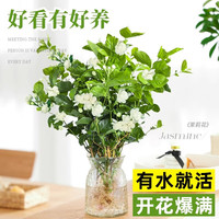 临雅水培茉莉花盆栽办公室内桌面水养植物懒人适合养的花易活四季花卉 【带花带根款】水培茉莉1盆5-7棵