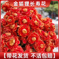临雅长寿花盆栽重瓣金狐狸大花多肉植物室内花卉绿植阳台四季开花 变色龙长寿花【带花】