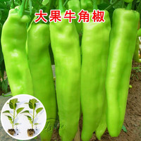 寿禾特大牛角椒苗大羊角椒辣椒苗带土秧苗四季 特大牛角椒苗辣椒苗 6棵