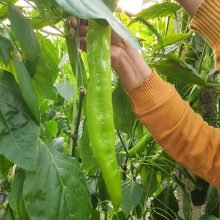 寿禾特大牛角椒苗大羊角椒辣椒苗带土秧苗四季 特大牛角椒苗辣椒苗 6棵