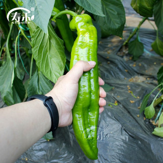 寿禾特大牛角椒苗大羊角椒辣椒苗带土秧苗四季 特大牛角椒苗辣椒苗 6棵