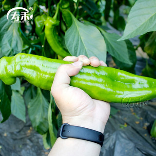 寿禾特大牛角椒苗大羊角椒辣椒苗带土秧苗四季 特大牛角椒苗辣椒苗 6棵