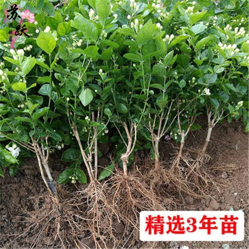 苏跃茉莉花盆栽带花苞客厅阳台花卉植物四季常青绿植 小盆茉莉花(2-3)少量开花 原土(送肥料+)