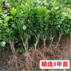 苏跃茉莉花盆栽带花苞客厅阳台花卉植物四季常青绿植 小盆茉莉花(2-3)少量开花 原土(送肥料+)