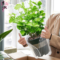 苏跃 茉莉花盆栽 带花苞 客厅阳台花卉植物 四季常青绿植 小盆茉莉花 原土发货 送肥料+礼品