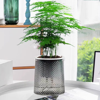 爱你一万年水培植物绿萝箩发财树多肉花卉绿植物室内小盆栽富贵竹文竹栀子花 【精致文竹】+营养液 繁星盆