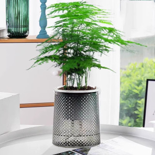爱你一万年水培植物绿萝箩发财树多肉花卉绿植物室内小盆栽富贵竹文竹栀子花 【精致文竹】+营养液 繁星盆