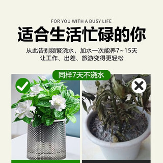 爱你一万年水培植物绿萝箩发财树多肉花卉绿植物室内小盆栽富贵竹文竹栀子花 【精致文竹】+营养液 繁星盆