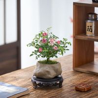 八芽【四季开花】微型月季迷你超微多头阳台绿植植物室内盆栽耐寒花卉 姬月季-海岛礁石盆-丝绒铺面-密胺托盘 整体高约10-20CM