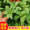 妙普乐荆芥菜新鲜 河南大叶荆芥叶菜调味凉拌菜茎芥 鲜嫩现挖现发带根 新鲜现挖荆芥 【半斤】