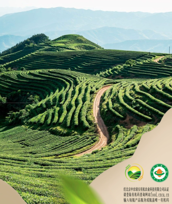 金尘茶:开启有机新茶饮的轻盈之旅