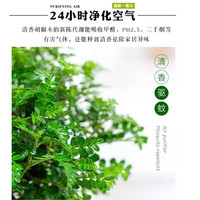 清香胡椒木盆栽绿植物花卉阳台室内驱蚊草树苗老桩薄荷迷迭香