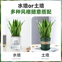 爱你一万年金边虎皮兰盆栽多肉易活水培植物绿植办公室内花卉大全客厅虎尾兰 虎皮兰30cm1棵（裸根无盆）