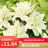 播种心情 爱莎重瓣 香水百合花种球 1球