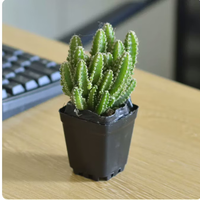 爱你一万年金钱木老桩多肉植物室内盆栽花卉发财树四季常青好养易活耐旱绿植 万重山营养盆小苗