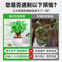 爱你一万年发财树小盆栽花卉办公室桌面内水培绿植物客厅旺宅盆景四季好养活 【特价款】优质单杆发财树(黑色软胶盆)+肥