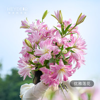 海蒂的花园百合种球重瓣香水切花品种庭院球根植物