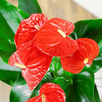 佰花锦办公桌面绿植盆栽发财树室内客厅奶油风盆景精致美观四季好养 红掌+PVC白泡泡盆 整体高度约15-25cm
