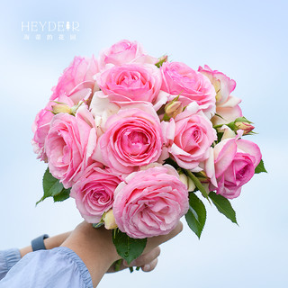 海蒂的花园 爬藤 月季花苗  粉色龙沙宝石