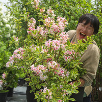 海蒂的花园锦带春季开花灌木耐寒易养室外庭院露台花卉植物盆栽苗