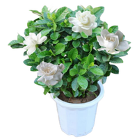 意轩 阳台室内盆栽花卉栀子花树苗大叶绿植四季开花枝子花 3年苗 不含盆