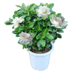 意轩 阳台室内盆栽花卉栀子花树苗大叶绿植四季开花枝子花 3年苗 不含盆
