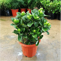 意轩 【带花苞】阳台室内盆栽花卉栀子花树苗大叶绿植四季开花枝子花 3年苗【带花苞】 不含盆