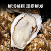 蟹君宝大生蚝鲜活牡蛎特大海蛎子新鲜生鲜贝类烧烤海鲜水产带箱10斤 3XL品质蚝 鲜活发【10斤 共约33只】