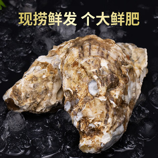蟹君宝大生蚝鲜活牡蛎特大海蛎子新鲜生鲜贝类烧烤海鲜水产带箱10斤 3XL品质蚝 鲜活发【10斤 共约33只】