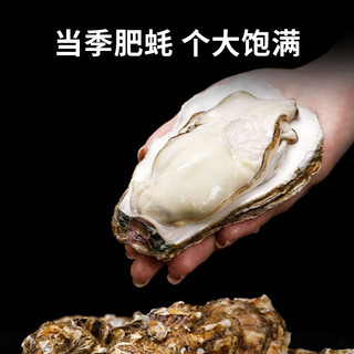 蟹君宝大生蚝鲜活牡蛎特大海蛎子新鲜生鲜贝类烧烤海鲜水产带箱10斤 3XL品质蚝 鲜活发【10斤 共约33只】