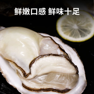 蟹君宝大生蚝鲜活牡蛎特大海蛎子新鲜生鲜贝类烧烤海鲜水产带箱10斤 3XL品质蚝 鲜活发【10斤 共约33只】