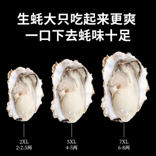蟹君宝大生蚝鲜活牡蛎特大海蛎子新鲜生鲜贝类烧烤海鲜水产带箱10斤 3XL品质蚝 鲜活发【10斤 共约33只】