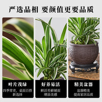 开时果 金边吊兰盆栽净化空气 中式桌面绿植物垂吊客厅甲醛源头直发 热销款：舍得紫砂盆+苔藓+底托