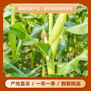 牧裕山耕 玉米糁(非真空) 玉米渣 苞米渣 杂粮 粗粮